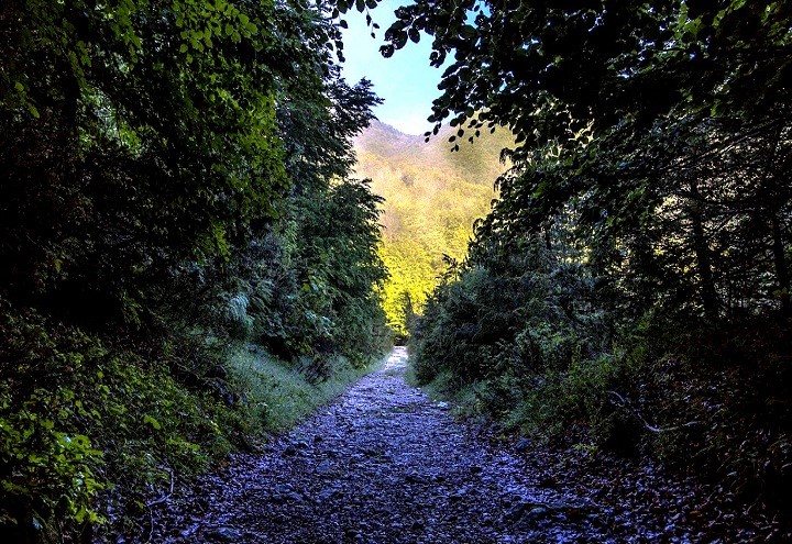 lybra cooperativa sociale Rete Verde